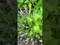 一昨日の雨で花達も元気です♪