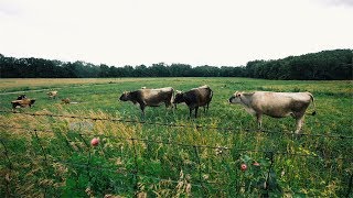 Download lagu Cows Moved 2X A DAY - 100% Grass Fed (Organic) Dairy