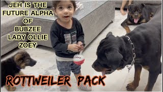 Jeh Banega Future Alpha Of Rottweiler Pack: Rottweilers Pack Bubzee,Lady Oliie|German Shepherd Zoey