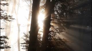 Cinematic pagi hari || ~cinematic~ video alam