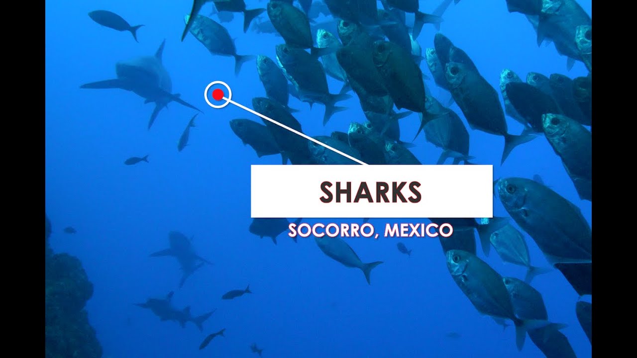 Shark Cleaning Station in Socorro Day 2 YouTube