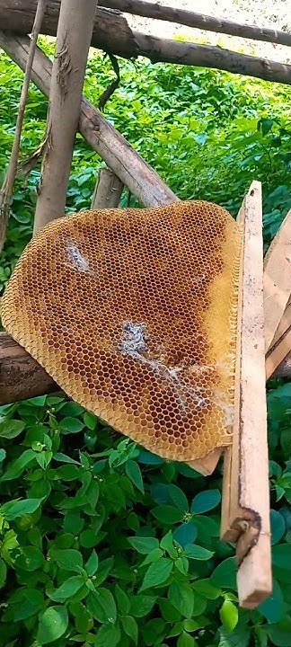 Bees Abandoned My Honey Comb because of Wax Moth #beekeeping #honey # ...