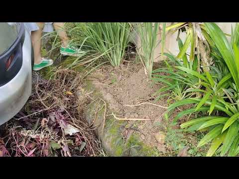 Cleaning my little garden 