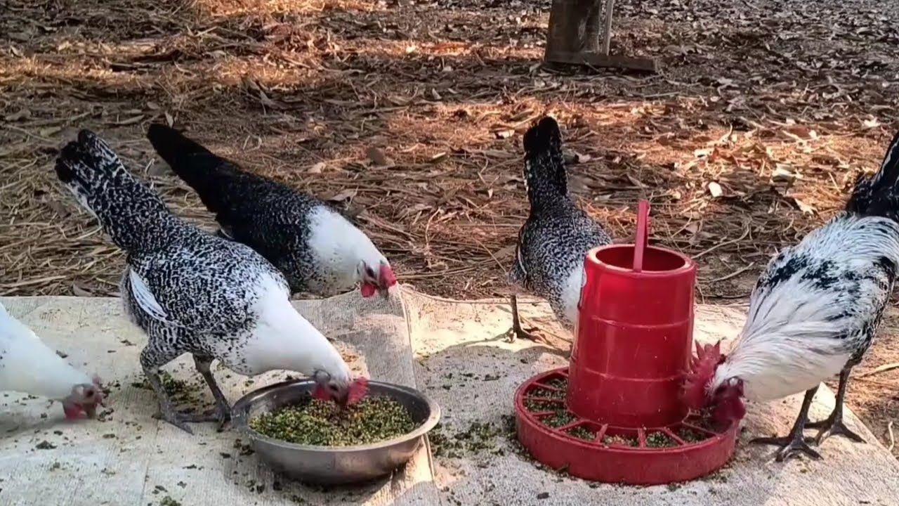 ফাউমি মুরগীর আসল রহস্য জানুন || ১৪ মাসের অভিজ্ঞতা থেকে বলছি || Youth Agro 
