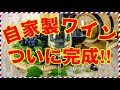 セルビアの自家製ワインついに完成！ついでに〇〇〇も造ってアルコールの二毛作に挑む!!【セルビアちゃんねる】