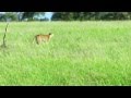 Cheetah Chasing Lion