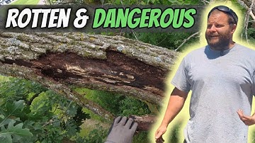 Volledige boomverwijdering: ROTTEN WEDUWMAKER #boomverwijdering #kettingzaag #stihl #husqvarna #b...