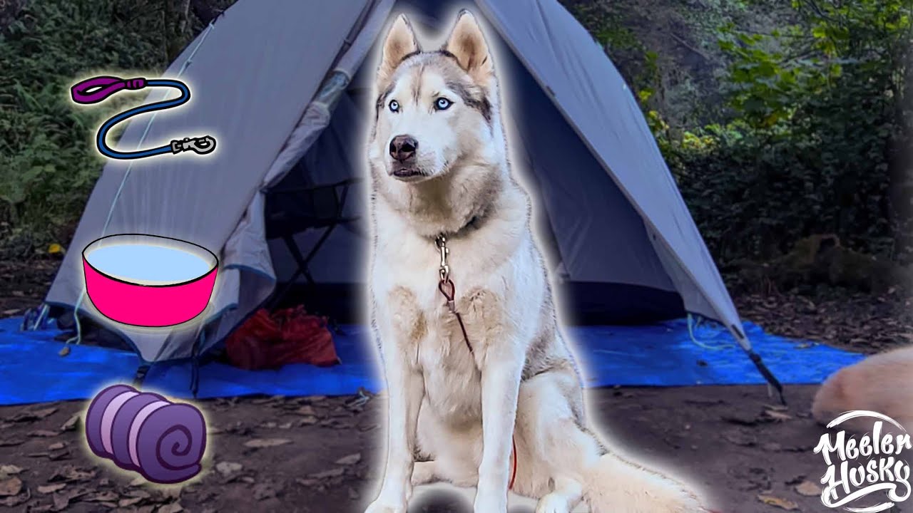SIBERIAN HUSKY | Our Camping Essentials 