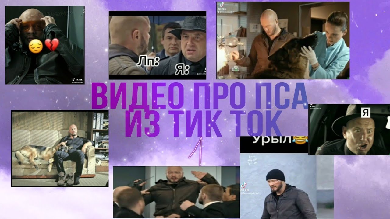 Тик ток про собак