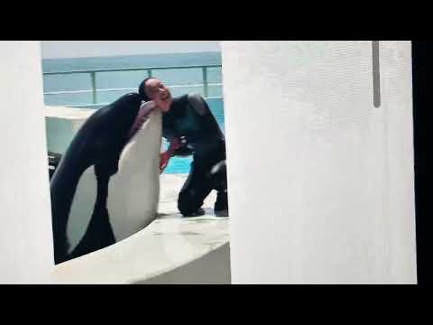 Dolphin Et Jessica Accident Radcliffe Incitant Video Full