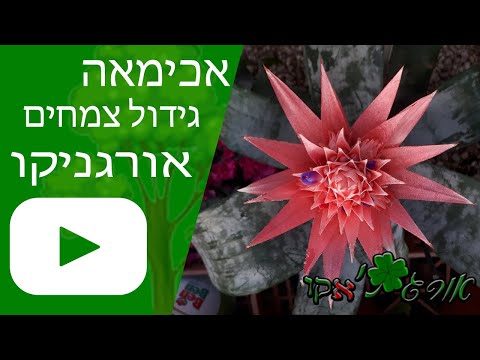 אכימאה - גידול צמח - אורגניקו