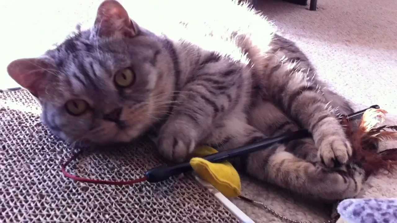 video phone beyonce mp3 Dindi Hearts her Toys