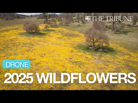 Soar over wildflowers on Shell Creek Road in Spring 2025