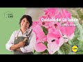 Cuidado del Ciclamen 🌷🌿 | El Jardín De Lidl | Lidl España