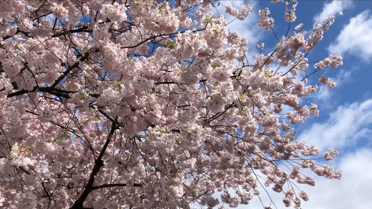 Learn how to identify some of the most common blossoming trees around Bellingham