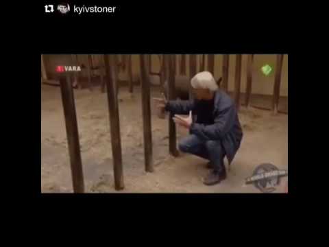 Даже детеныши носорогов