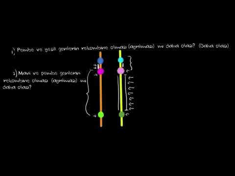 Video: Genler arasındaki mesafeyi nasıl belirlersiniz?