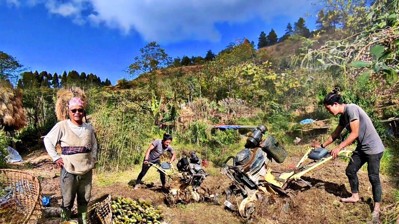 Ploughing Field With Tractor In Village Nepal || Awesome Farming Life In Nepal || Mountain Village