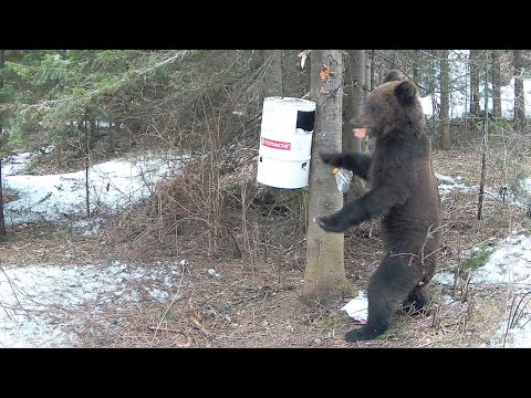 Видео: Охота на медведя на фото ловушку. Обзор привады . Пришел большой медведь.