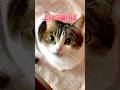 今後は下からの撮影NGにするにゃ🙀🙅‍♀️📸　#ねこ動画 #猫のいる暮らし #ねこ部 #猫好きさんと繋がりたい #cat #munchkin #ねこ #shorts