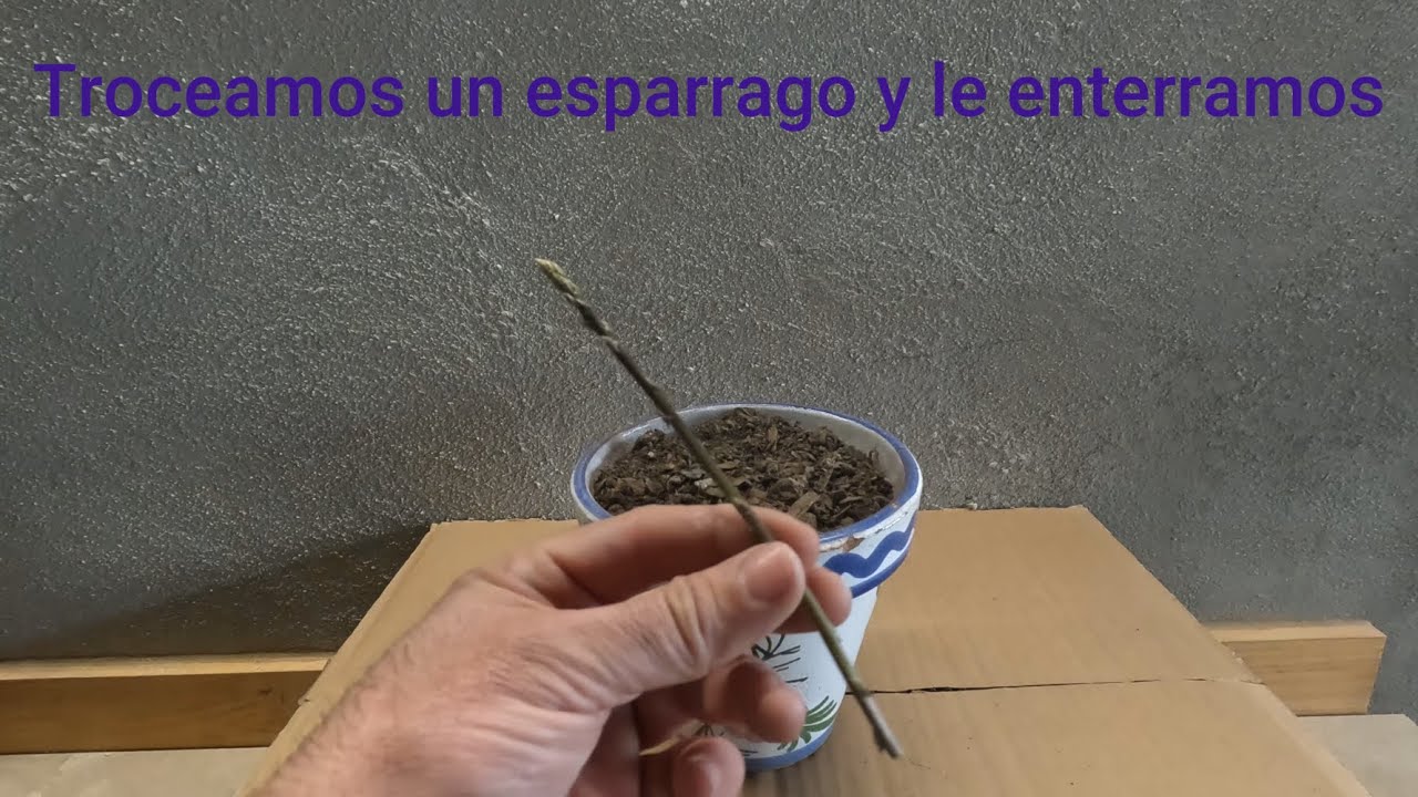 INCREÍBLE!!!! espárragos silvestres sembrados en maceta.........