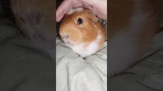Pretty piggie 💖 #guineapig #shorts