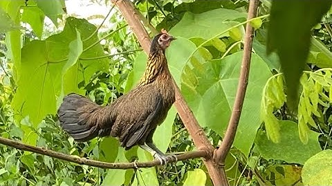 Poj qaib tsauj xyoo no 2025-26