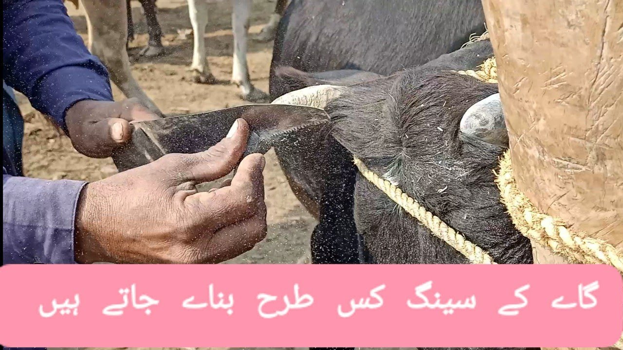 How to cut horn of cow cutting horn off cattle cows maweshimandi