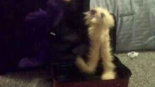 Milo & Otis Part 4 - Baby Please Don't Go