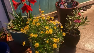 Good Morning From Jacksonville Florida