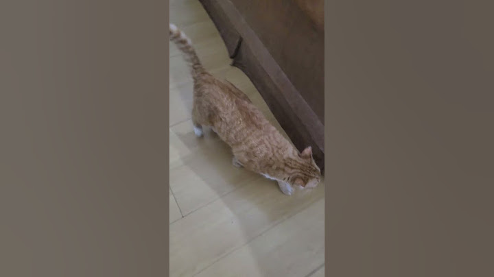Gato 🐱 acabou com meu sofá 😢 #gatos #pets #shorts