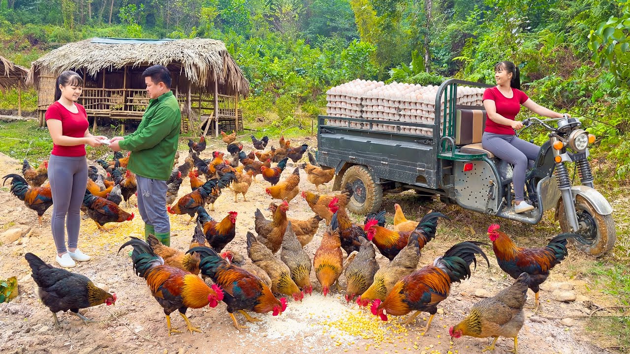 Buying 1000+ Chickens & Eggs - Use Truck Transport Chicken Eggs Go To Market Sell