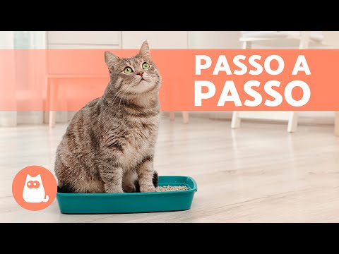 Como ENSINAR um GATO a USAR a CAIXA DE AREIA 🐱✅ (Filhotes e Adultos)