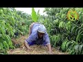 Okubika(Mulching) Emwanyi ku K-Green Mixed Farm. Ebirungi ebiri mu kubika Farm ye Mwanyi Part A