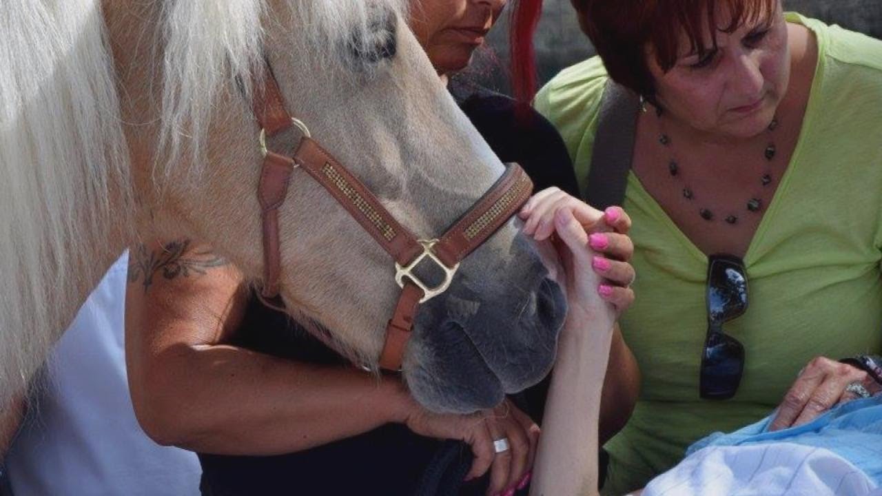 Woman Granted Dying Wish to See Her Horse One Last Time - YouTube