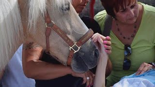 Woman Granted Dying Wish to See Her Horse One Last Time