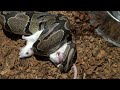 Python dominates large ratwith a little help   warning live feeding