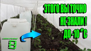 видео: СВЕРХРАННЯЯ ВЫСАДКА РАССАДЫ ПОМИДОР, ОГУРЦОВ, ПЕРЦА И БАКЛАЖАНОВ ДО -10 САД (ОГОРОД) И ТЕПЛИЦА 11-21 картинка: СВЕРХРАННЯЯ ВЫСАДКА РАССАДЫ ПОМИДОР, ОГУРЦОВ, ПЕРЦА И БАКЛАЖАНОВ ДО -10 САД (ОГОРОД) И ТЕПЛИЦА 11-21