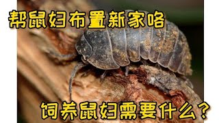 养鼠妇需要注意什么 | 布置鼠妇居住环境 | 鼠妇吃什么 | 需要温控么 | 鼠妇会咬人么