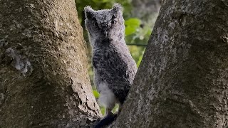 Owlet’s First Big Adventure
