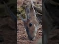 El Saola: El Unicornio Asiático que Casi Nadie Ha Visto