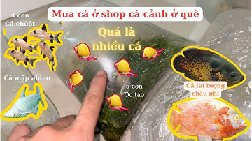 Mua Cá Ở Shop Cá Cảnh Dưới Quê, Tai Tượng Châu Phi, Cá Mập Abino, Cá Chuột, Ốc Táo | Minh Bằng TV