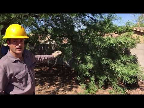 Video: Proređivanje krošnji drveća - Kako prorijediti krošnje drveta