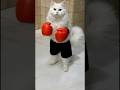 🥊 My cat thinks he’s Rocky 🐾🔥 #shorts #catvideos #funnycats