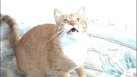 Shortest Video on Youtube Part 17