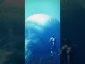 Giant infected Jellyfish ￼￼