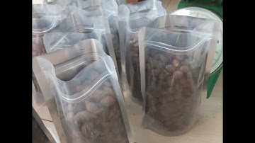 ươi bay rừng vụ mới| hạt đười ươi và cách sử dụng