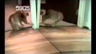 Funny Afv Videos Part 106 - Best Funny Cats Bloopers Ever Orangecabinet