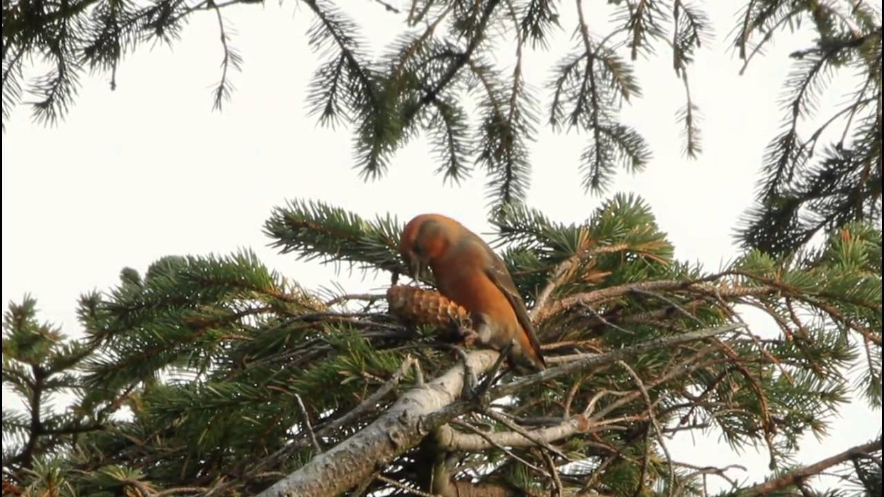 Male Crossbill 