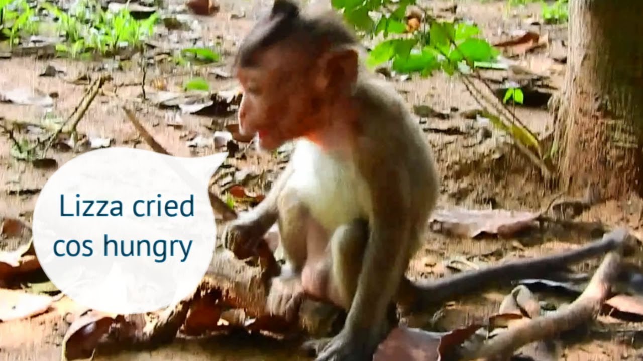 newborn monkey pet Very pity! Poor baby Lizza cried cos much hungry especially no mom nursing